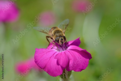 abeille 