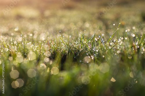 gold grass with dew at sunrise