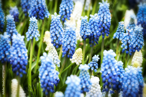 fiori azzurri