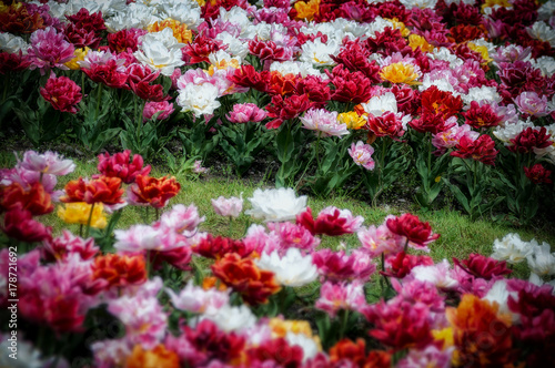 Wallpaper Mural tulipani colorati Torontodigital.ca