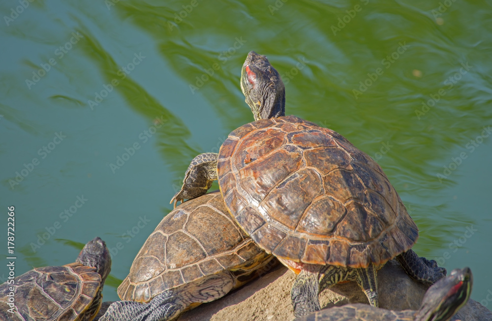 tortoises on a stone tortoises on a stone