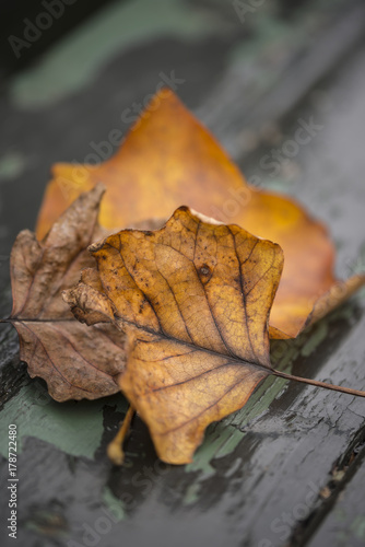 Beautiful shallow depth of field macro image of colorful Autumn Fall leaves in forest