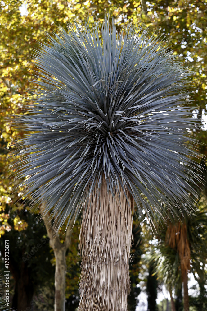 Fototapeta premium ÁRBOL EN OTOÑO