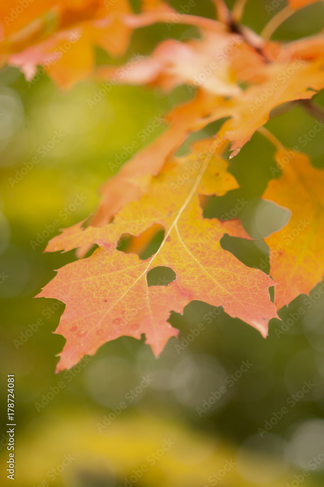 Herbstblätter mit Blattfraß Herbstblätter mit Blattfraß