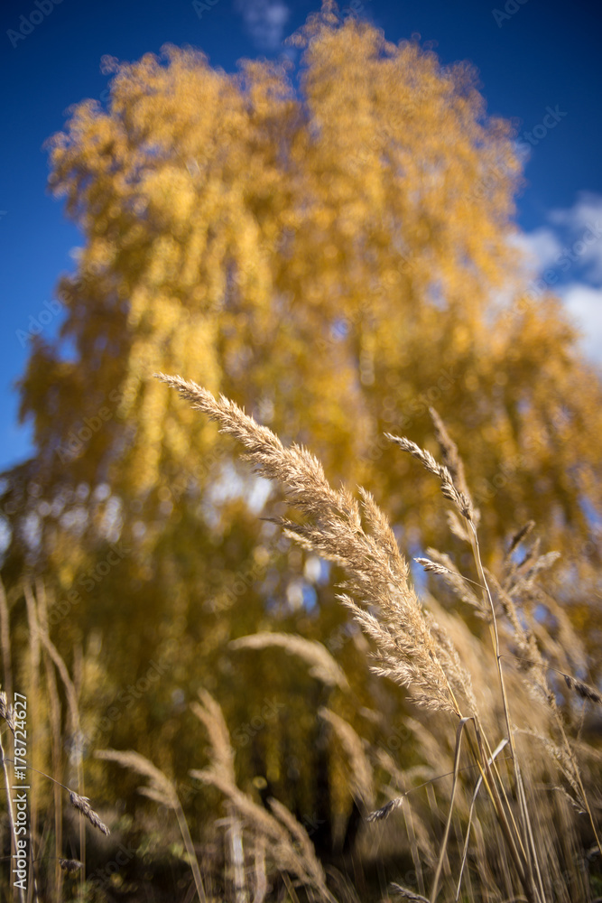Fototapeta premium Autumn grass