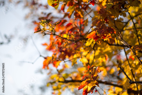 Viburnum at autumn