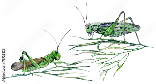 Grasshopper in the grass. Isolated on white background.
