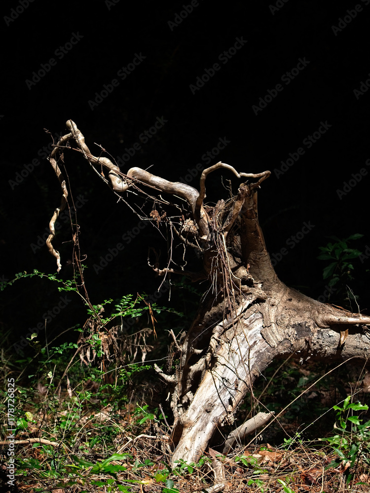 Fototapeta premium Roots of a Fallen Tree