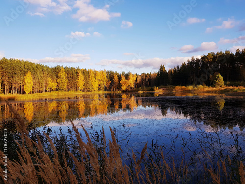 Beautiful view of forest and lake in autumn
