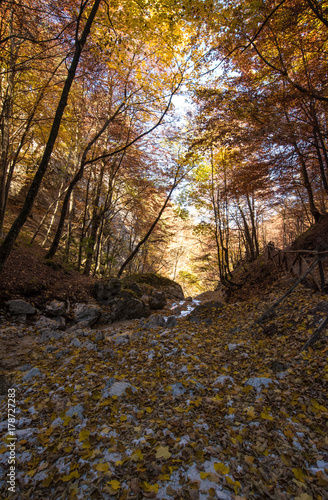 The autumn with foliage in the National Park of Abruzzo, Lazio and Molise (Italy) - An italian mountain natural reserve, with little old towns, the Barrea Lake, Camosciara, Forca d'Acero, Val Fondillo © ValerioMei