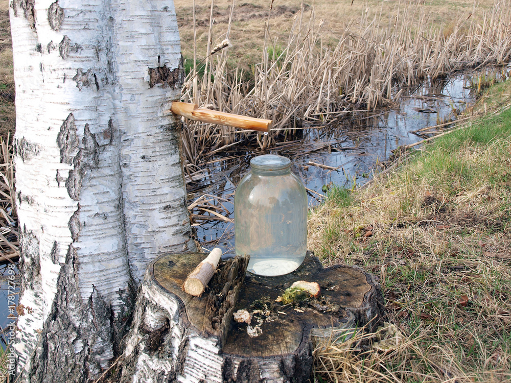 Fototapeta premium Birch juice 2