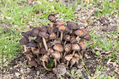 Cluster of mushrooms