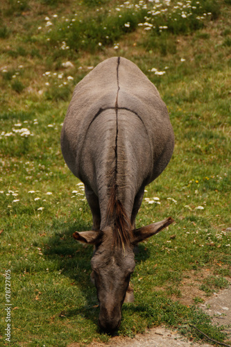 grey donkey with cross pattern on the back, grazing on the meadow