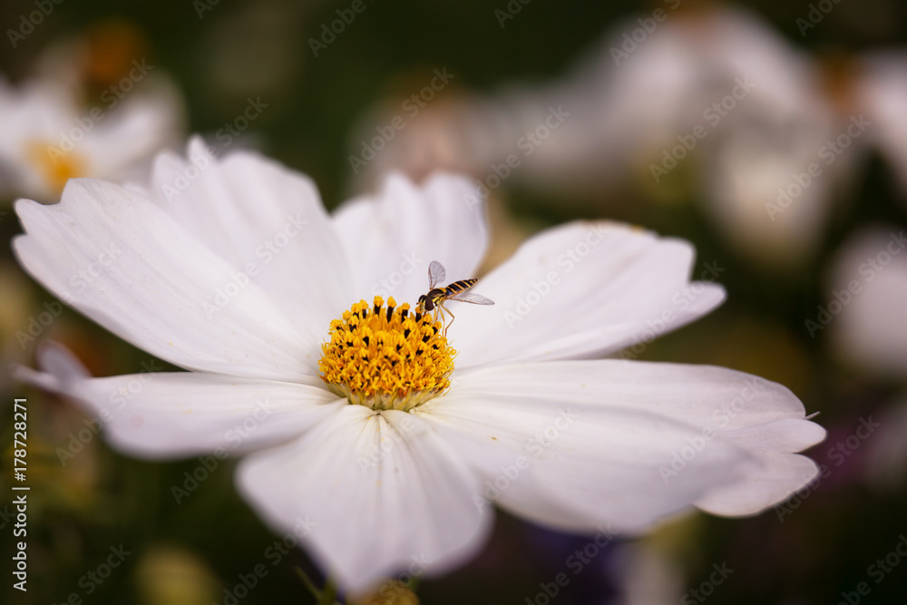 white cosmos flower white cosmos flower