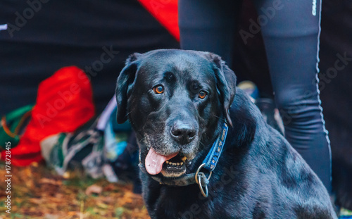 A black dog photo