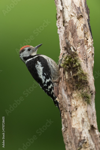 Middle spotted woodpecker, Dendrocoptes medius