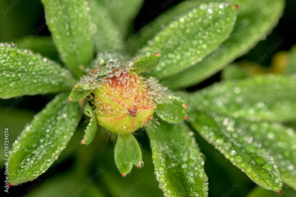 Flower bud with plenty drops of water - morning dew Flower bud with plenty drops of water - morning dew