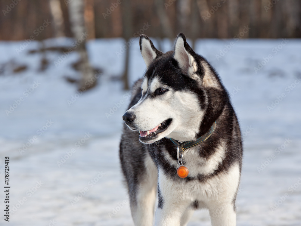 Dog breed Siberian Husky portrait in nature on winter