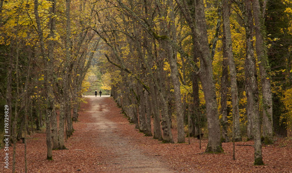 Fototapeta premium Camino otoñal bajo los árboles.
