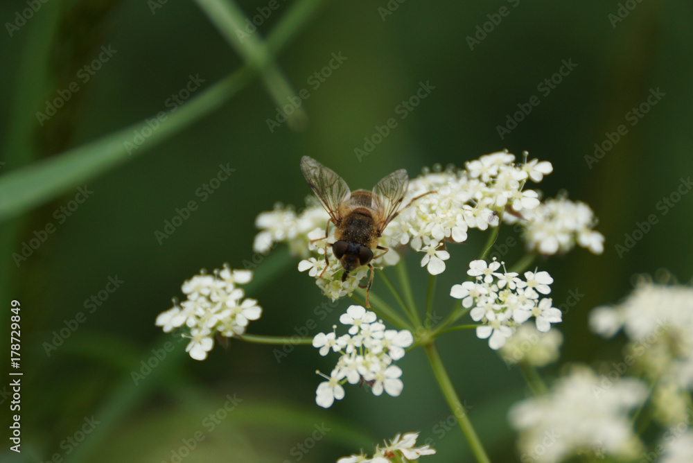flower & bee flower & bee