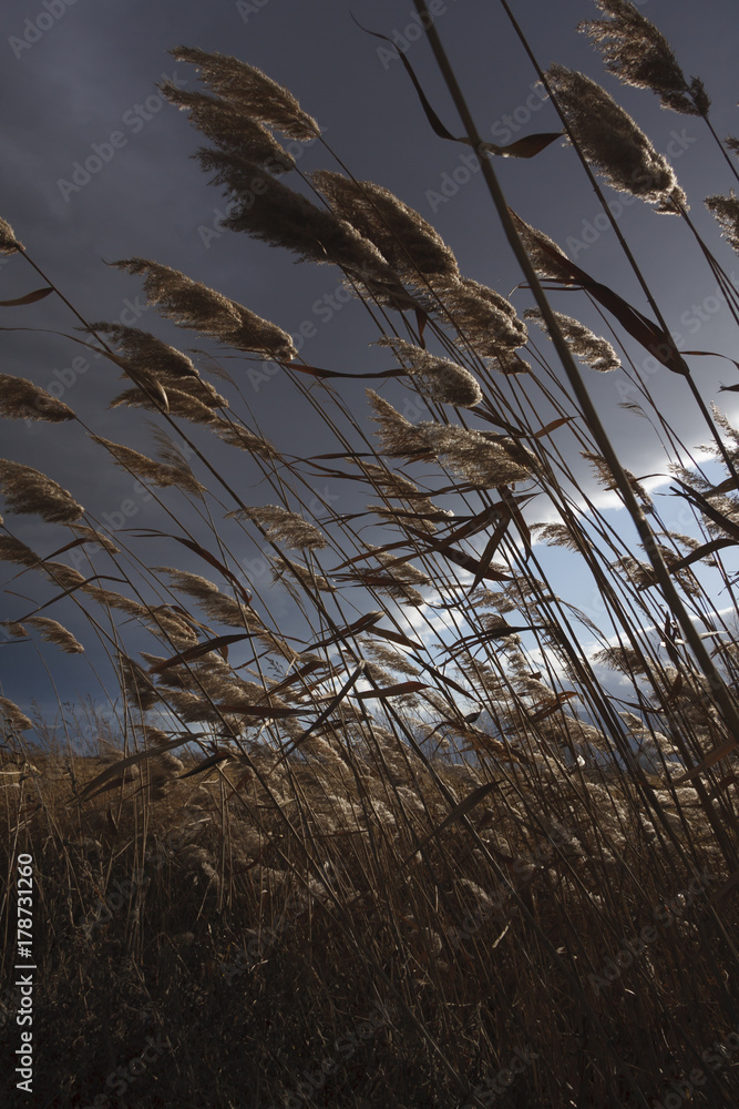 Obraz premium Reeds, bulrush, against cloudy sky. Autumn landscape