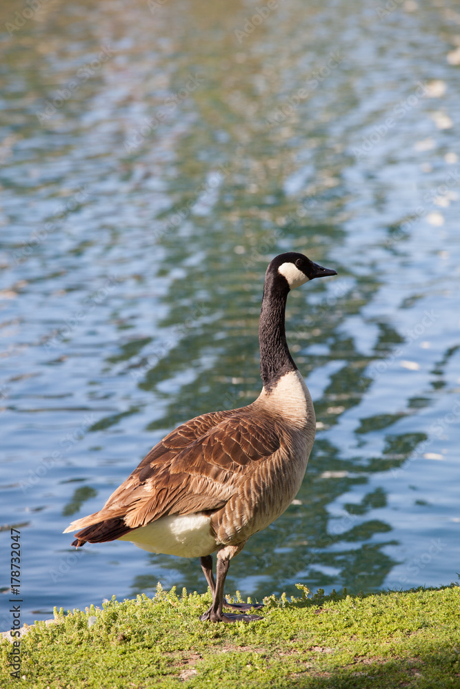 Goose Goose