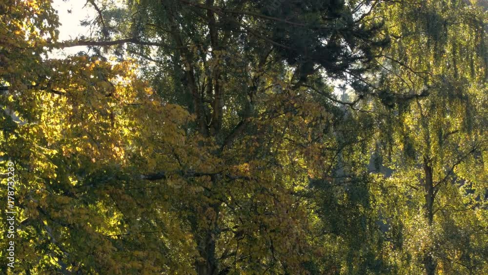 Slowly panning across autumn leaves and trees backlit by the sunrise on a bright day Slowly panning across autumn leaves and trees backlit by the sunrise on a bright day