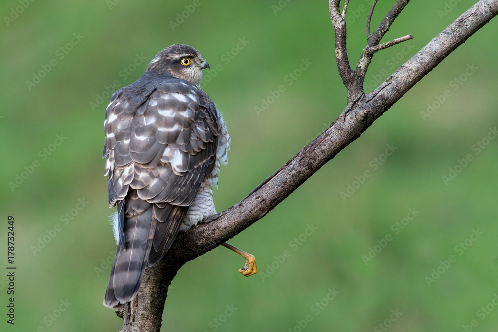 Female Sparrowhawk (accipiter nisus) hunting for prey Female Sparrowhawk (accipiter nisus) hunting for prey