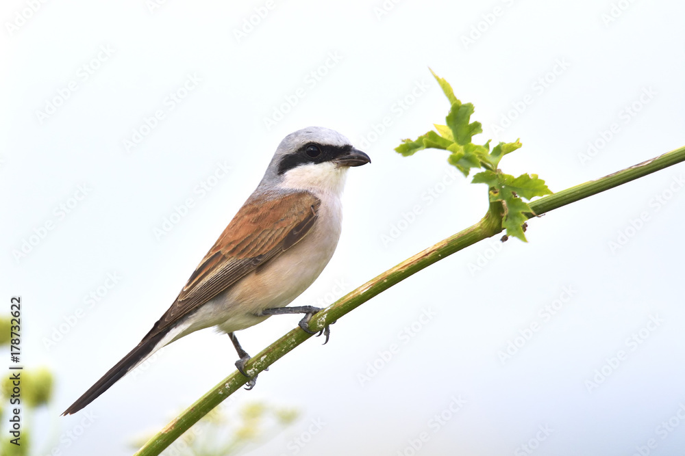 Red-backed shrike (Lanius collurio) adult male Red-backed shrike (Lanius collurio) adult male