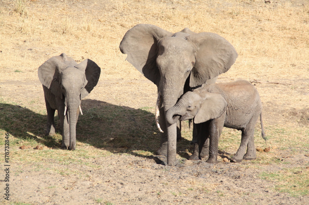 Fototapeta premium Elefanten in der Serengeti