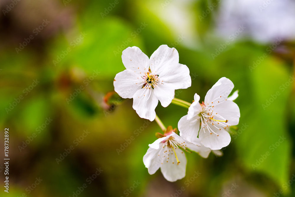 Flowers of the cherry blossoms on a spring day