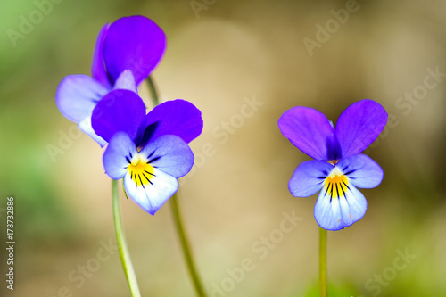 Foto Wild pansy (Viola tricolor) flower