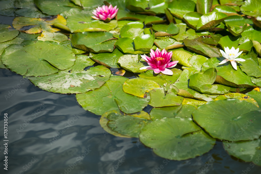 Water lily flowers with green leaves in pond Water lily flowers with green leaves in pond