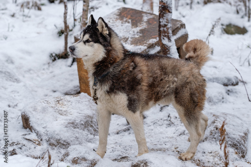 Siberian Husky Dog © doartdee