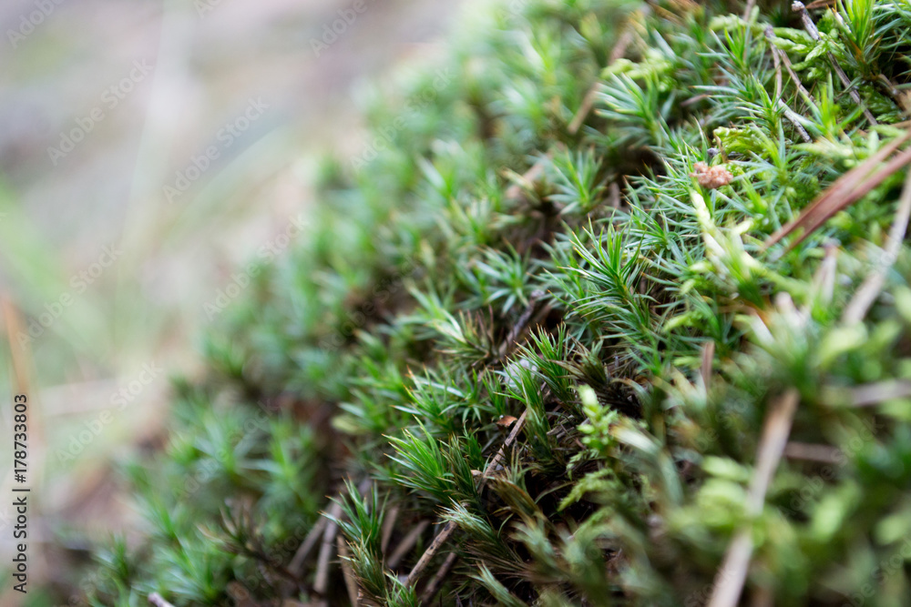 Green moss in the foreground. Green moss in the foreground.