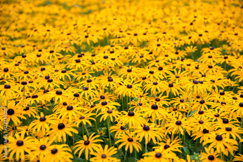 black-eyed Susans
