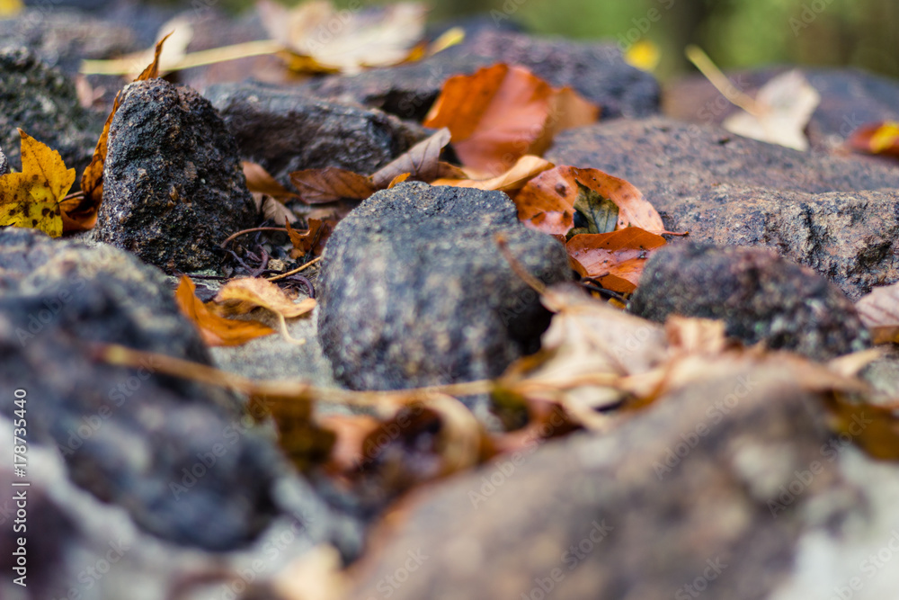 Fototapeta premium golden autumn leaves on rocks