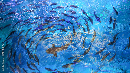 Photography Large fish are circling in the pool