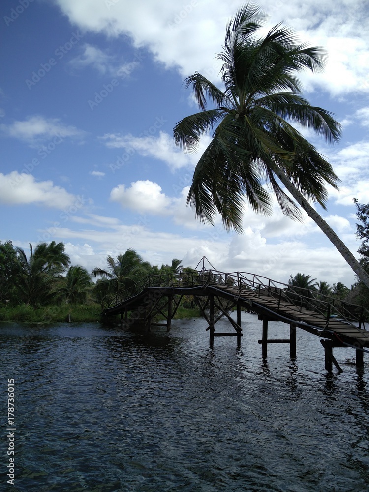 Tropical bridge