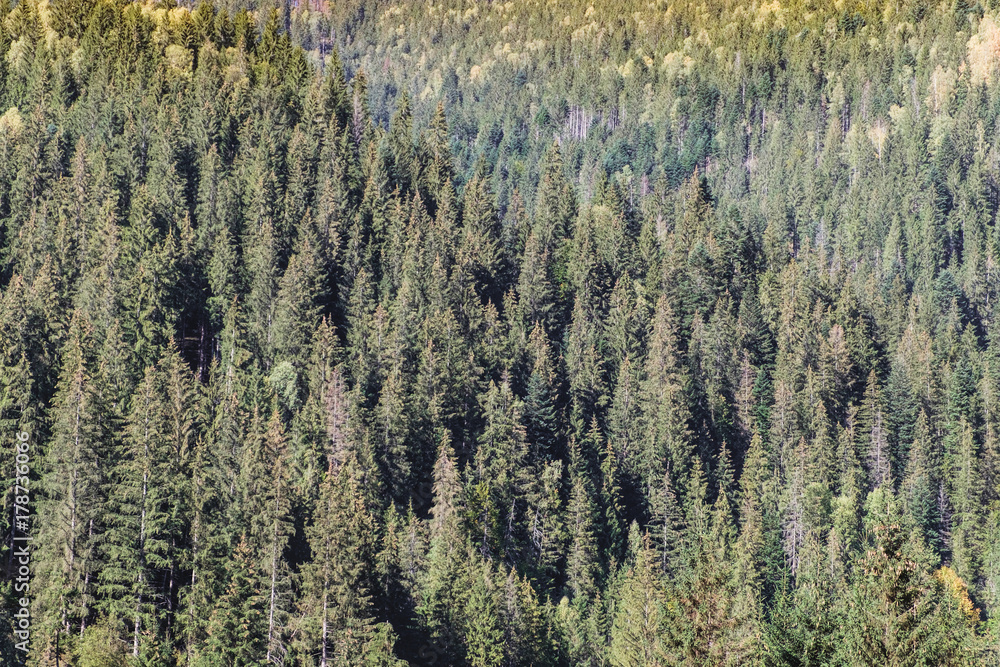 Forest background with spruce trees. Hills covered with coniferous dense forest in Romania