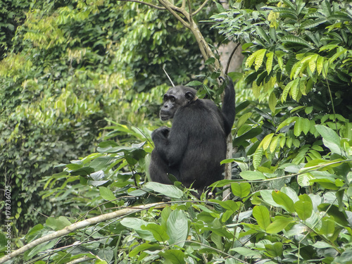 Chimpanzee
