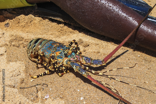 The lobster