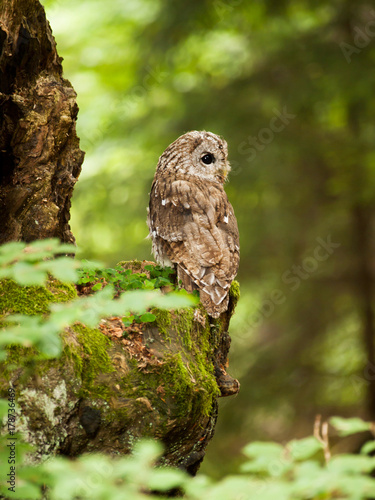Obraz na płótnie Strix aluco - Young bird of brown owl in forest w salonie