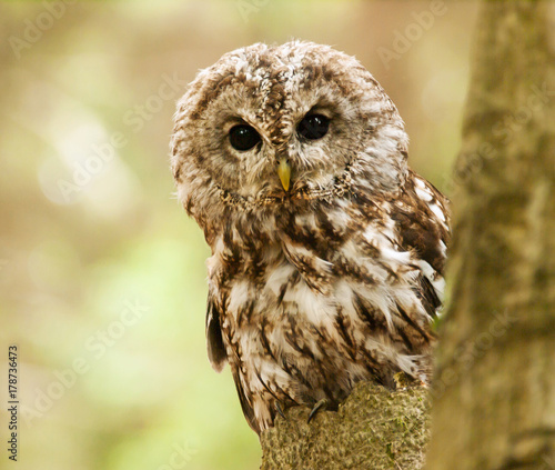 Brown owl looking behind from the tree - Strix aluco