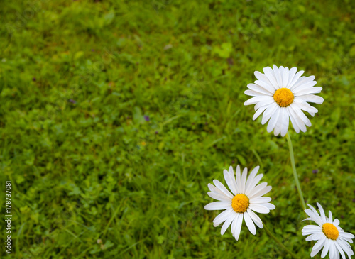Three white daisies on a green grass background.