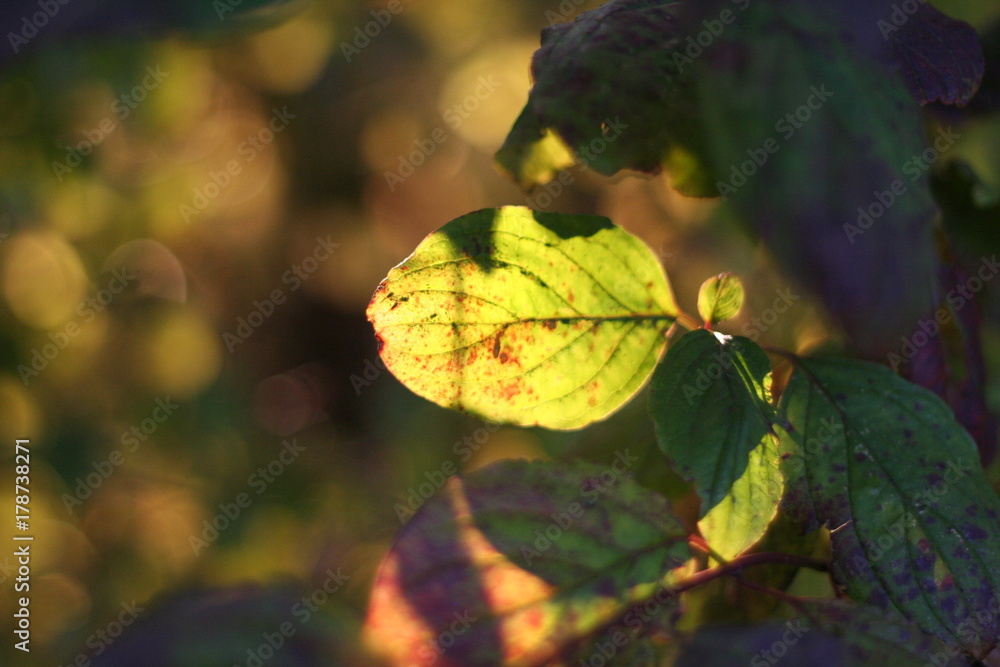 Obraz premium jesienne liście 