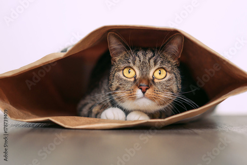Fototapeta Naklejka Na Ścianę i Meble -  Funny cat with big yellow eyes looks out of curiosity from a craft paper bag. Funny pets playing at home. Cat sits in a paper bag.