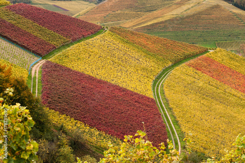Weinberge im Herbst