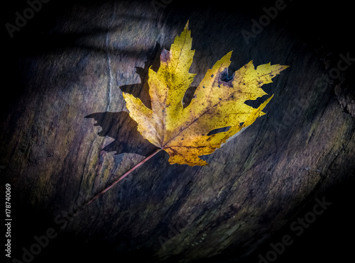 Yellow Maple Leaf 