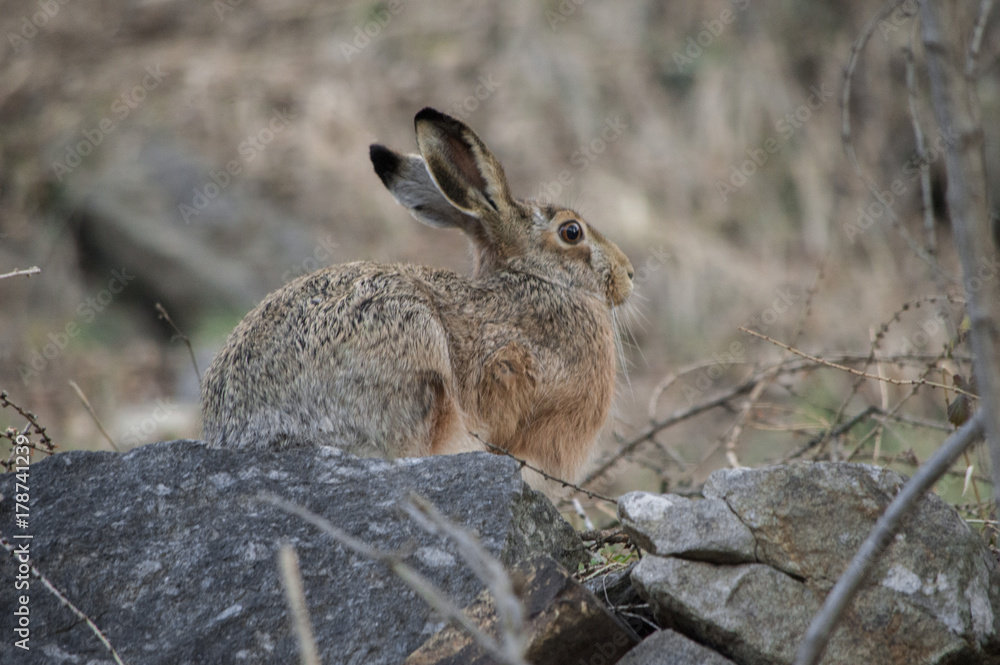 Fototapeta premium Lepre